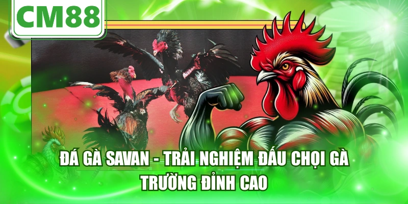 Đá Gà Savan - Trải Nghiệm Đấu Chọi Gà Trường Đỉnh Cao